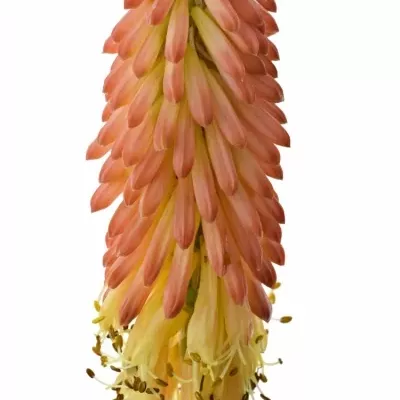 KNIPHOFIA FIRST SUNRISE 45cm
