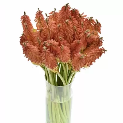 KNIPHOFIA FIRST SUNRISE 45cm