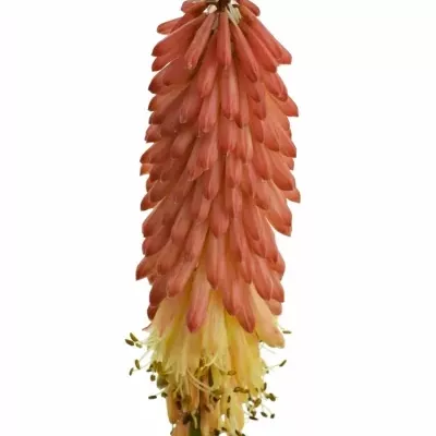 Mnohokět FIRST SUNRISE 45cm