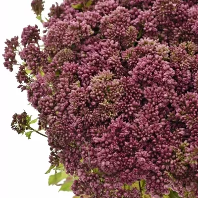 Konopáč CAN PLENUM 50cm