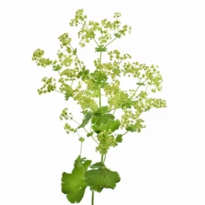 Kontryhel MOLLIS 50cm