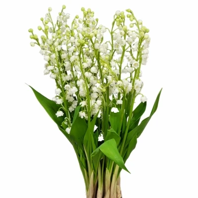 Konvalinka MAJALIS 40cm