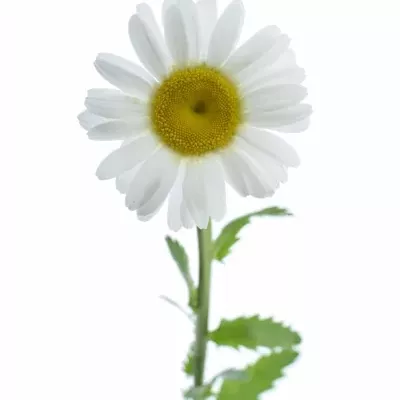 Kopretina MADAME JEANET 60cm