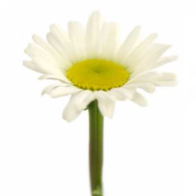 Kopretina VULGARE ROVERS WHITE 40 cm