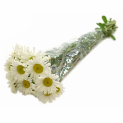 Kopretina VULGARE ROVERS WHITE