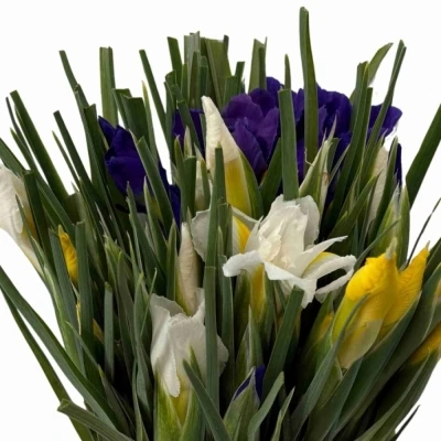 Kosatec MIX 50 cm / 22 g