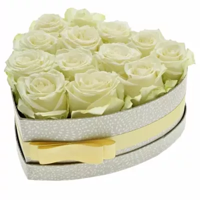 Krabička bílých růží ADALONIA šampaň 24x10cm