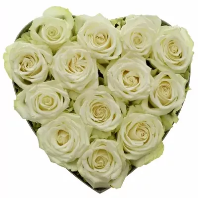 Krabička bílých růží ADALONIA šampaň 24x10cm