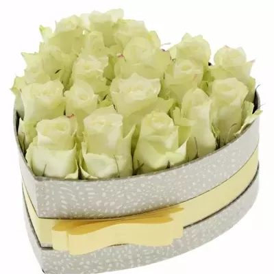 Krabička bielych ruží ATHENA šampaň 19x9cm