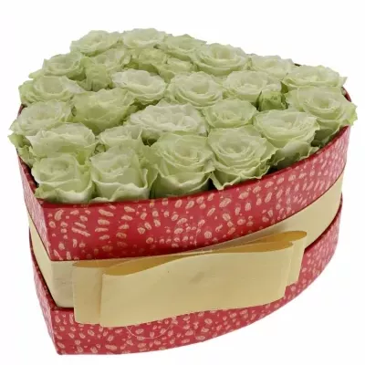 Krabička bílých růží GREEN GLOW červená 15x8cm