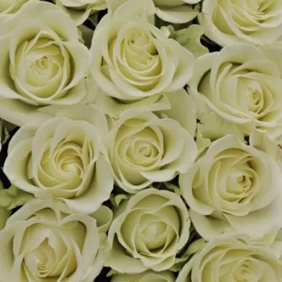 Krabička bielych ruží Sherin červená 15x8cm