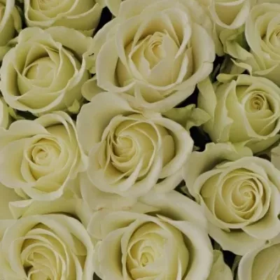 Krabička bílých růží SHERINE modrá 15x8cm