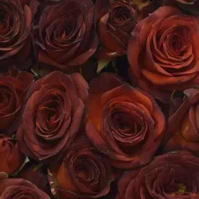 Krabička červených růží CHOCOCCINO šampaň 15x8cm