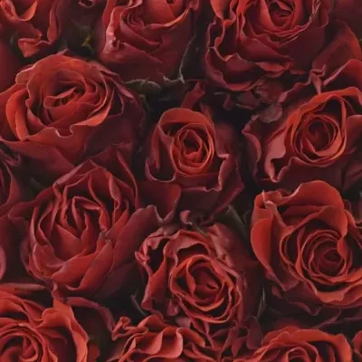 Krabička červených růží EL TORO červená 19x9cm
