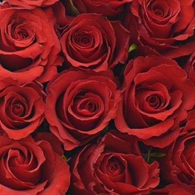 Krabička červených růží RED CALYPSO šampaň 15x8cm