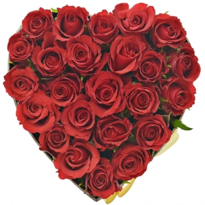 Krabička červených růží RED CALYPSO šampaň 15x8cm