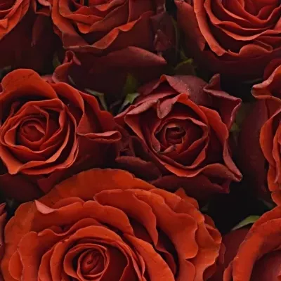 Krabička červených růží RED CORVETTE modrá 15x8cm