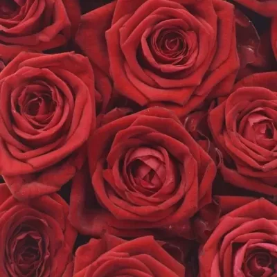 Krabička červených růží RED NAOMI červená 19x9cm