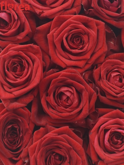Krabička červených ruží RED NAOMI modrá 19x9cm