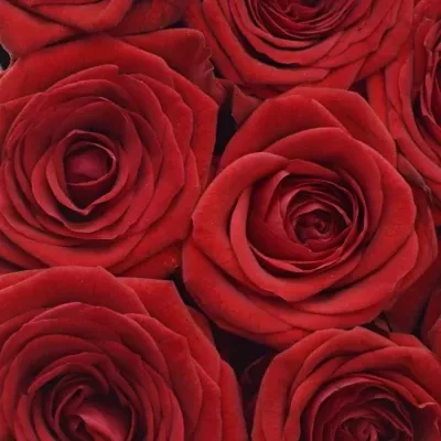 Krabička červených růží RED NAOMI! šampaň 19x9cm