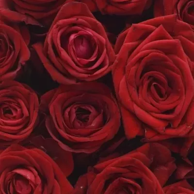 Krabička červených růží RED NAOMI šampaň 24x10cm