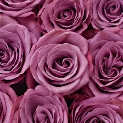 Krabička fialových růží MOODY BLUES šampaň 24x10m