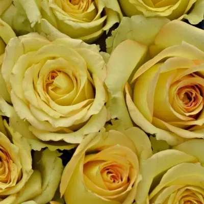 Krabička krémových růří ESTEVANA modrá 15x8cm