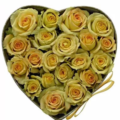 Krabička krémových růří ESTEVANA šampaň 15x8cm