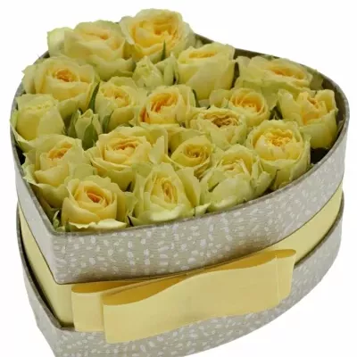Krabička krémových růží BANDOLERO šampaň 15x8cm