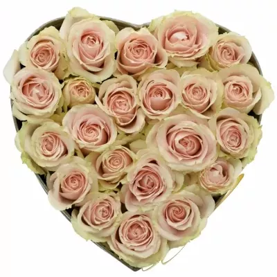 Krabička krémových růží JELENA šampaň 15x8cm