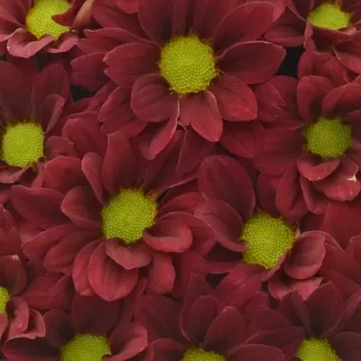 Krabička květin MERLOT červená 15x8cm
