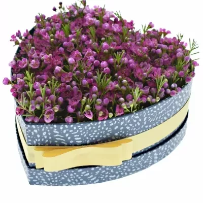 Míchaná krabička fialových květin SWEET ZOOLA 19x9cm