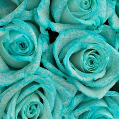 Krabička ledově modrých růží ICE BLUE VENDELA šampaň 19x9cm