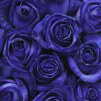 Krabička modrých růží BLUE VENDELA modrá 19x9cm