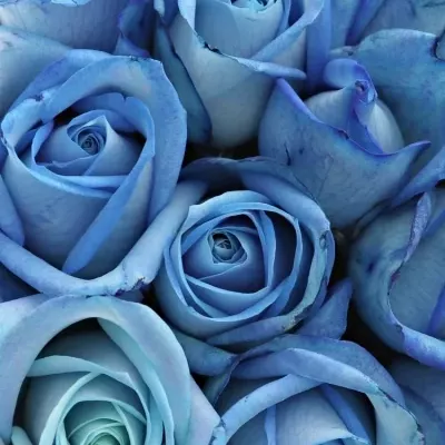 Krabička modrých růží LIGHT BLUE SNOWSTORM modrá 15x8cm