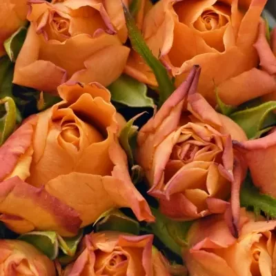Krabička oranžových růží ARANCIO šampaň 15x8cm