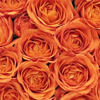 Krabička oranžových růží BABE šampaň 15x8cm