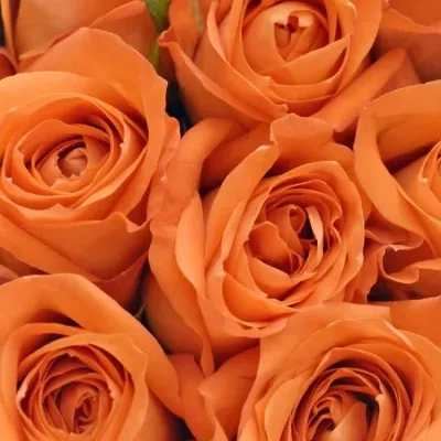Krabička oranžových růží COPACABANA červená 15x8cm