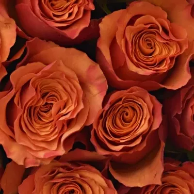 Krabička oranžových ruží Devoted červená 24x10cm