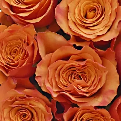 Krabička oranžových ruží Devoted šampaň 24x10cm