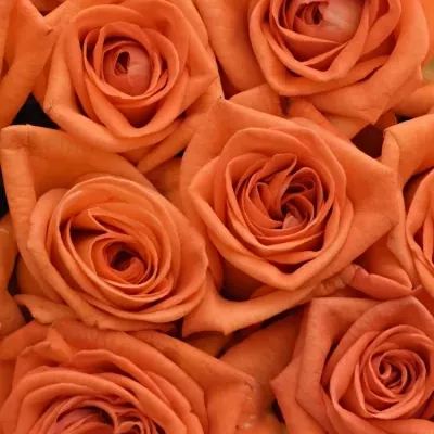 Krabička oranžových růží NARANGA modrá 24x10cm