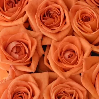 Krabička oranžových růží NARANGA šampaň 24x10cm