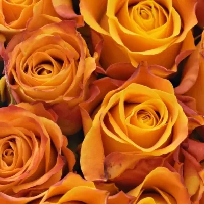 Krabička oranžových růží SOMBRERO šampaň 15x8cm