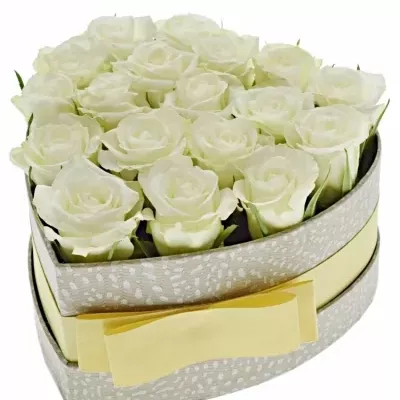 Krabička bílých růží ASPEN! šampaň 15x8cm