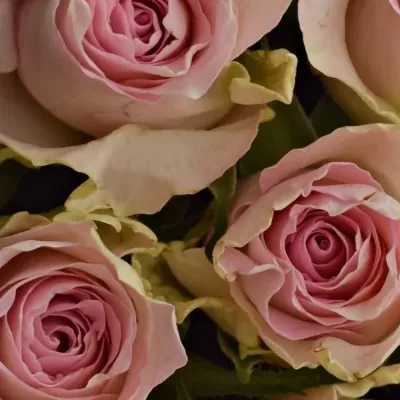 Krabička růží BISOU červená 24x10cm