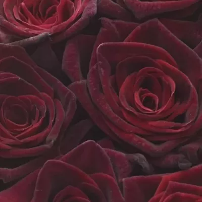 Krabička ruží BLACK BACCARA červená 13,5x8cm