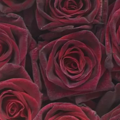 Krabička ruží BLACK BACCARA červená 18x8cm