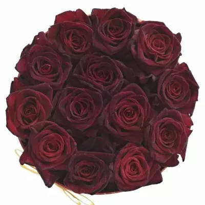 Krabička ruží BLACK BACCARA červená 18x8cm