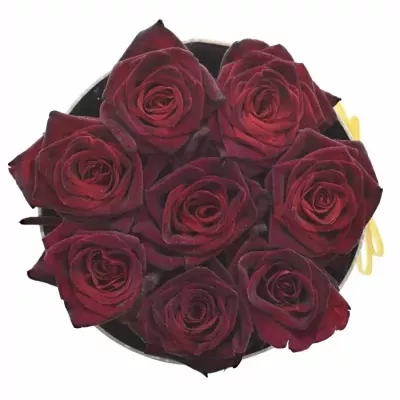 Krabička ruží BLACK BACCARA šampaň 13,5x8cm