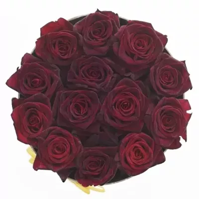 Krabička ruží BLACK BACCARA šampaň 18x8cm